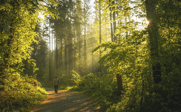 100+ Captions for Forest Walks and Nature Trail Photography