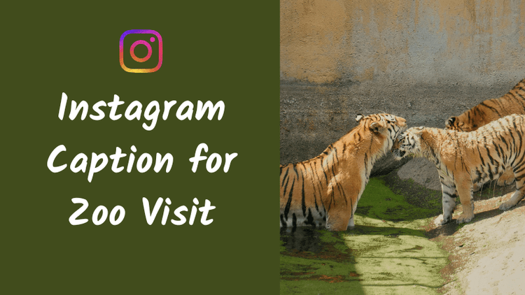 Instagram Caption for Zoo Visit Ideas That Feel Fun, Cute, and Aesthetic